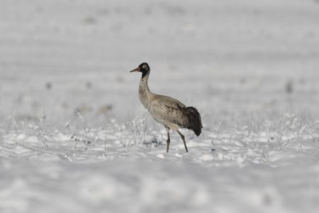 Winter Migratory Birding