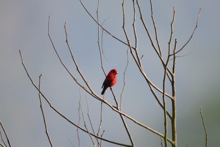 Zhemgang Birdwatching