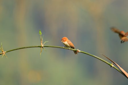 A Week in Bhutan birding