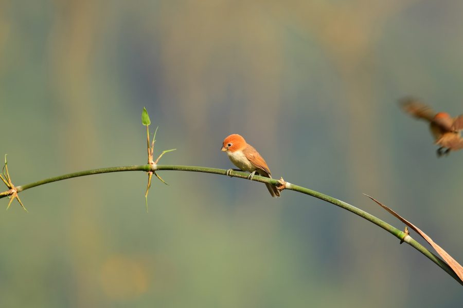 A Week in Bhutan birding