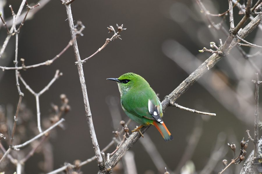 Spring Birdwatching